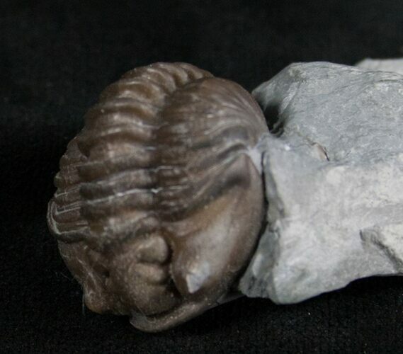 Partially Enrolled Flexicalymene Trilobite In Matrix #8322